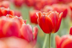 red tulips in field