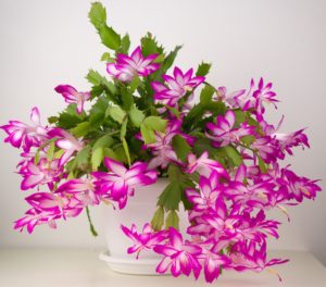 Christmas Cactus with Pink Flowers