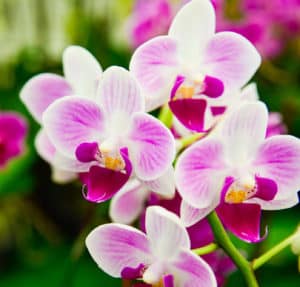 pink and white Phalaenopsis Orchid