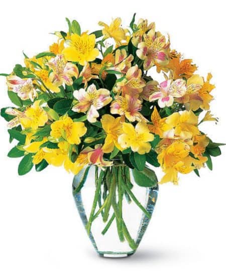 Someone special will bask in the warmth of these delightful yellow alstroemeria in a clear glass vase.